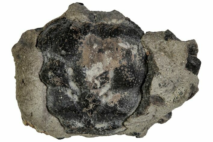 Cretaceous Crab (Dakoticaucer) Fossil - Mississippi #315757